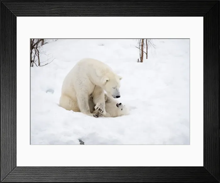 Framed Print : Picture No. 11981875 Framed Print : Picture No. 11981875