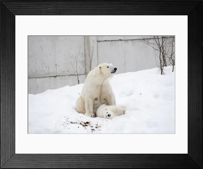 Framed Print : Picture No. 11981876 Framed Print : Picture No. 11981876