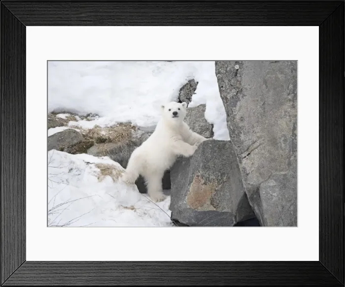 Framed Print : Picture No. 11981878 Framed Print : Picture No. 11981878