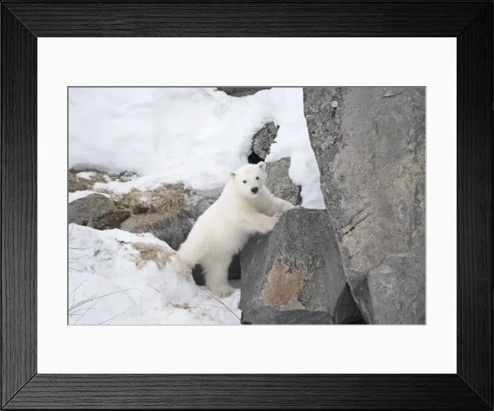Framed Print : Picture No. 11981879 Framed Print : Picture No. 11981879