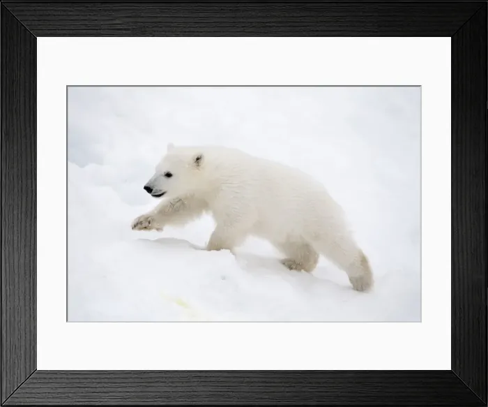 Framed Print : Picture No. 11981880 Framed Print : Picture No. 11981880