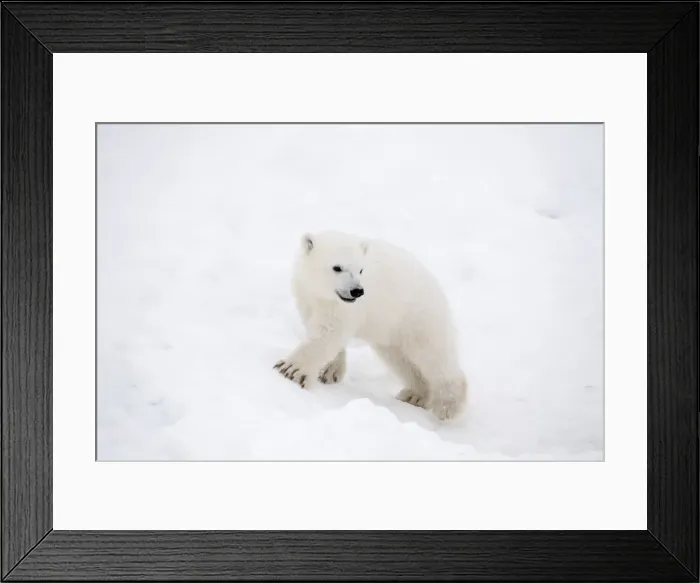 Framed Print : Picture No. 11981881 Framed Print : Picture No. 11981881