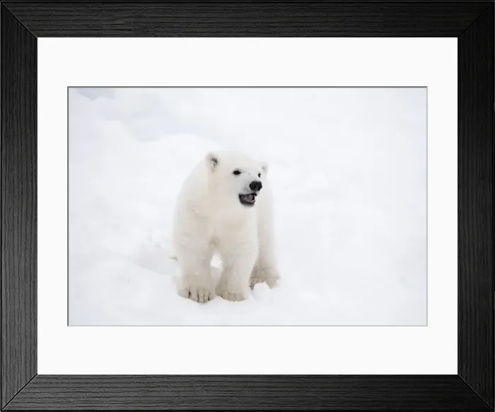 Framed Print : Picture No. 11981882 Framed Print : Picture No. 11981882