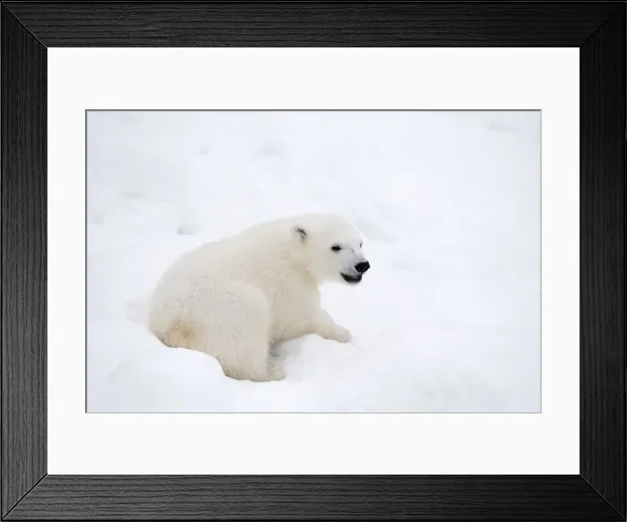 Framed Print : Picture No. 11981883 Framed Print : Picture No. 11981883