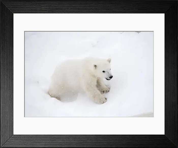 Framed Print : Picture No. 11981884 Framed Print : Picture No. 11981884