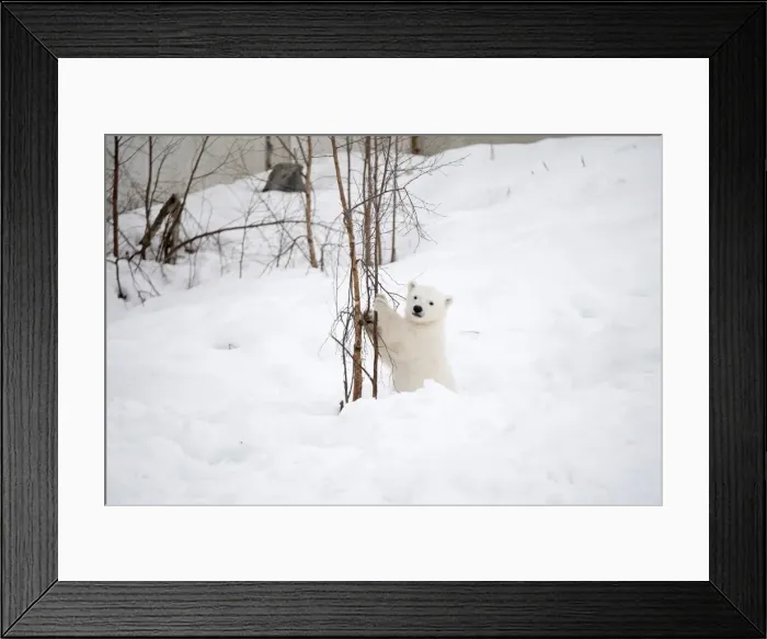 Framed Print : Picture No. 11981888 Framed Print : Picture No. 11981888