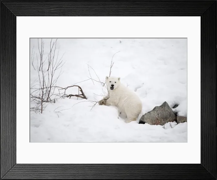 Framed Print : Picture No. 11981889 Framed Print : Picture No. 11981889