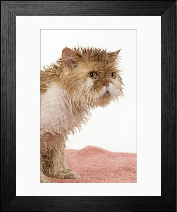 Framed Print : Picture No. 11981890 Framed Print : Picture No. 11981890