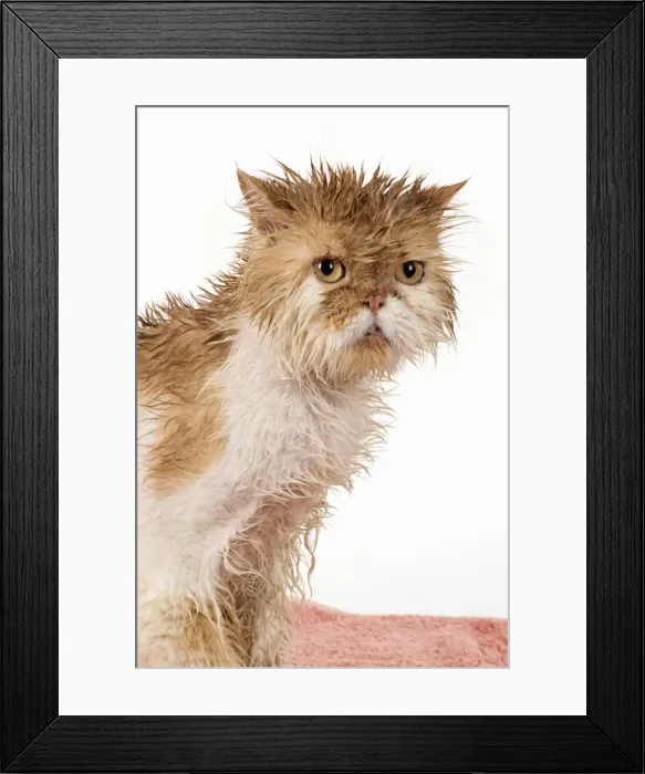 Framed Print : Picture No. 11981892 Framed Print : Picture No. 11981892