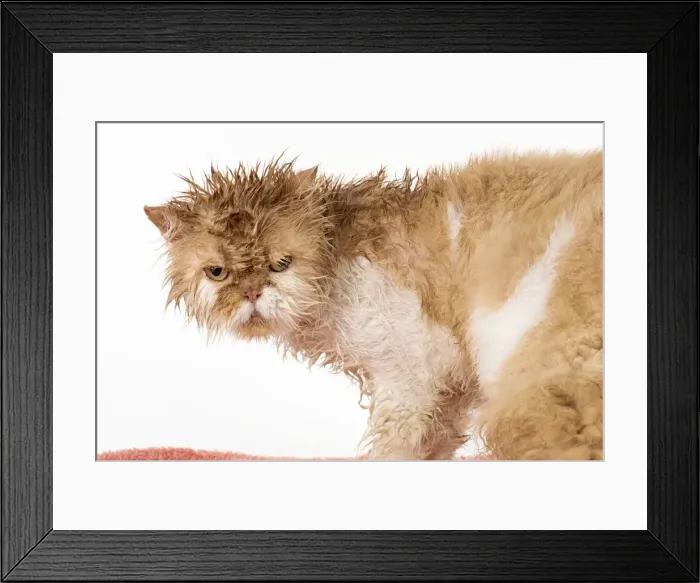 Framed Print : Picture No. 11981893