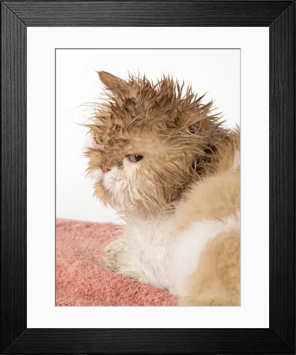 Framed Print : Picture No. 11981894 Framed Print : Picture No. 11981894