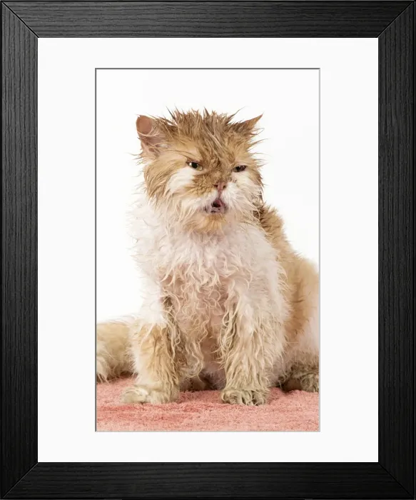 Framed Print : Picture No. 11981895 Framed Print : Picture No. 11981895