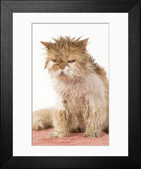 Framed Print : Picture No. 11981896