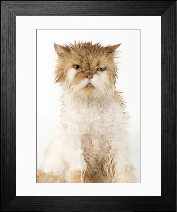 Framed Print : Picture No. 11981897 Framed Print : Picture No. 11981897