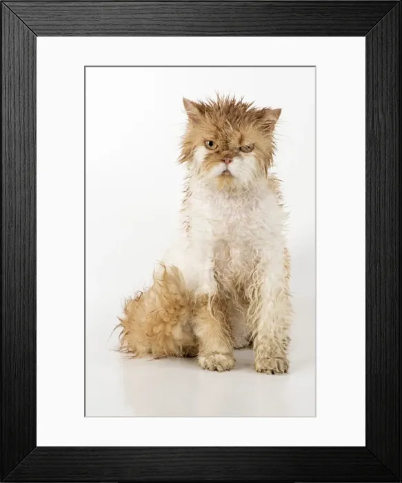 Framed Print : Picture No. 11981898 Framed Print : Picture No. 11981898