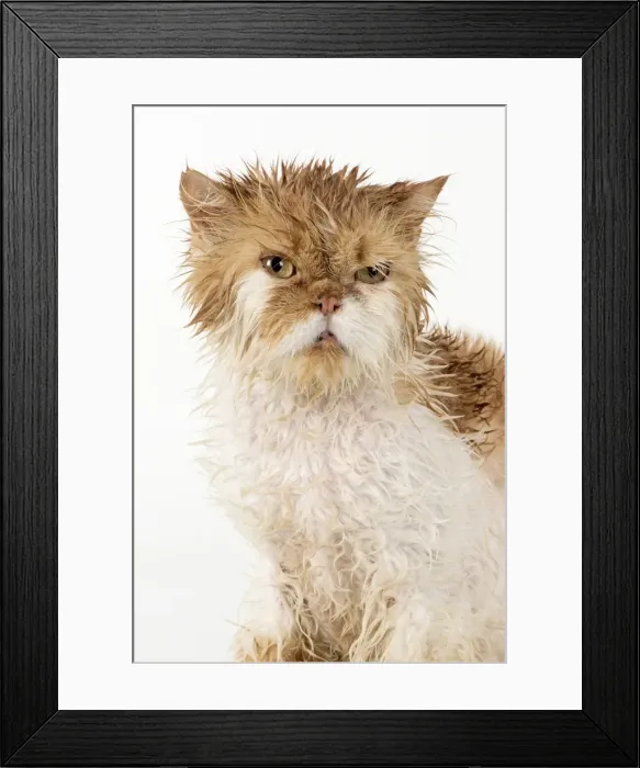 Framed Print : Picture No. 11981899