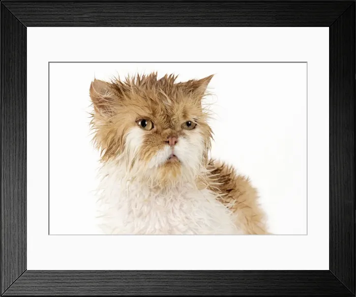 Framed Print : Picture No. 11981900 Framed Print : Picture No. 11981900