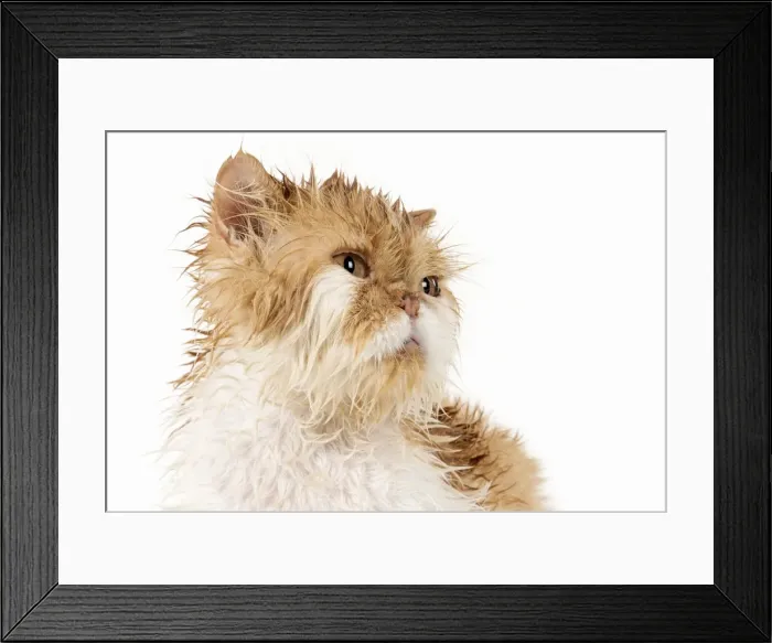 Framed Print : Picture No. 11981901 Framed Print : Picture No. 11981901