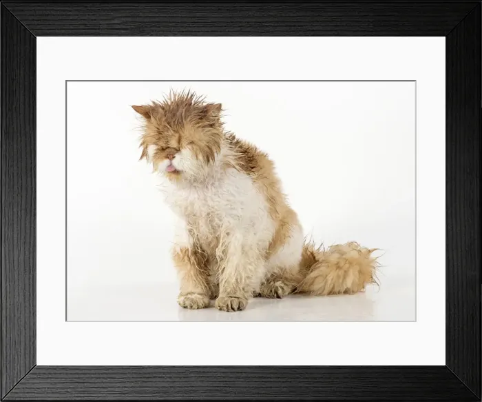 Framed Print : Picture No. 11981902 Framed Print : Picture No. 11981902