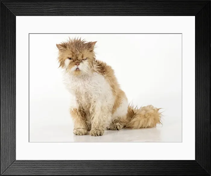 Framed Print : Picture No. 11981903 Framed Print : Picture No. 11981903