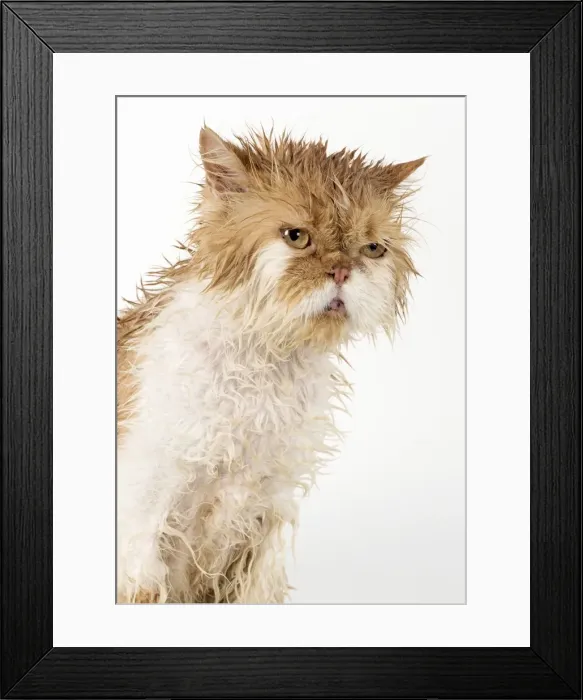 Framed Print : Picture No. 11981904