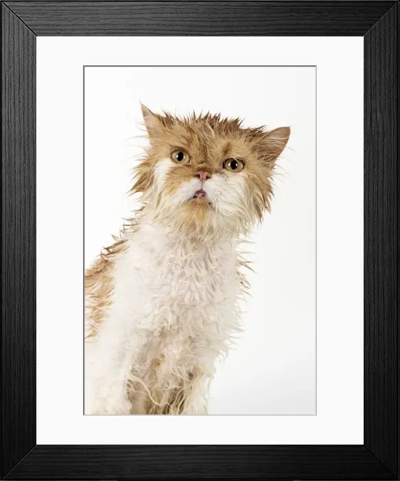Framed Print : Picture No. 11981905 Framed Print : Picture No. 11981905