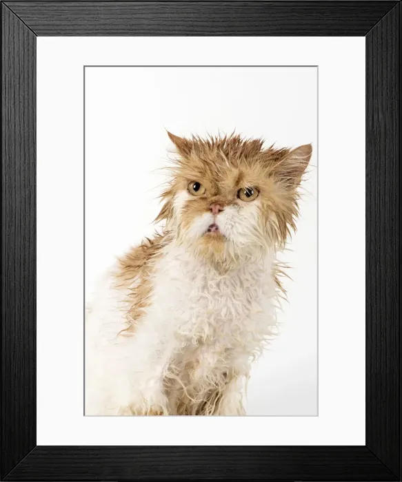 Framed Print : Picture No. 11981906