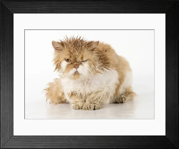 Framed Print : Picture No. 11981907 Framed Print : Picture No. 11981907