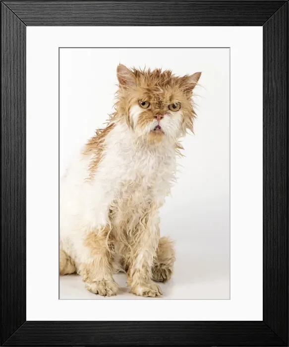 Framed Print : Picture No. 11981909 Framed Print : Picture No. 11981909