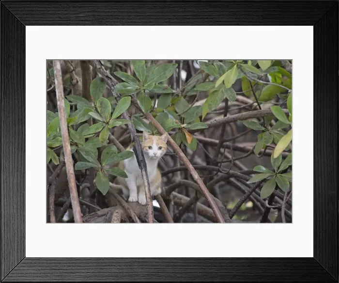 Framed Print : Picture No. 11981910 Framed Print : Picture No. 11981910