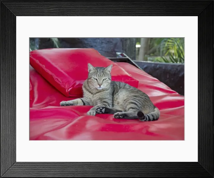 Framed Print : Picture No. 11981912 Framed Print : Picture No. 11981912
