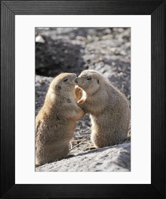 Framed Print : Picture No. 11981914 Framed Print : Picture No. 11981914