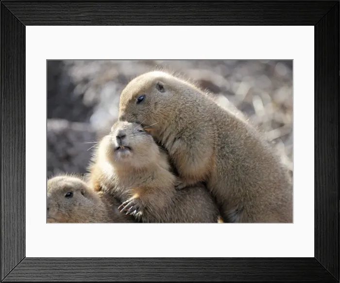 Framed Print : Picture No. 11981915 Framed Print : Picture No. 11981915