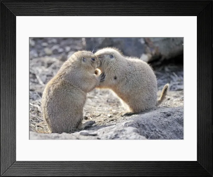 Framed Print : Picture No. 11981916 Framed Print : Picture No. 11981916