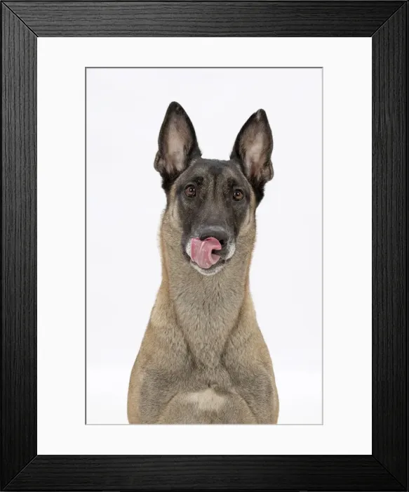 Framed Print : Picture No. 11981917 Framed Print : Picture No. 11981917