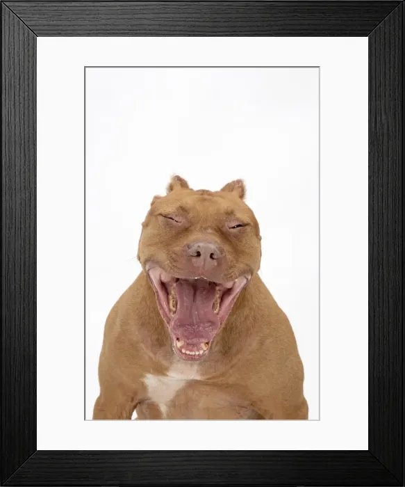 Framed Print : Picture No. 11981918