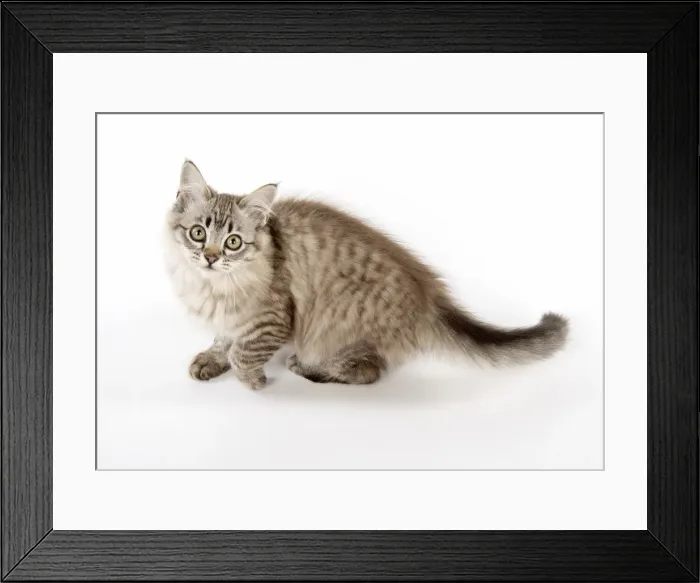 Framed Print : Picture No. 11981919 Framed Print : Picture No. 11981919
