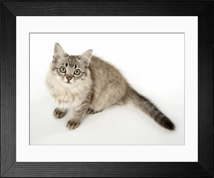 Framed Print : Picture No. 11981920