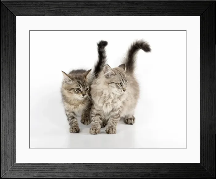 Framed Print : Picture No. 11981921 Framed Print : Picture No. 11981921