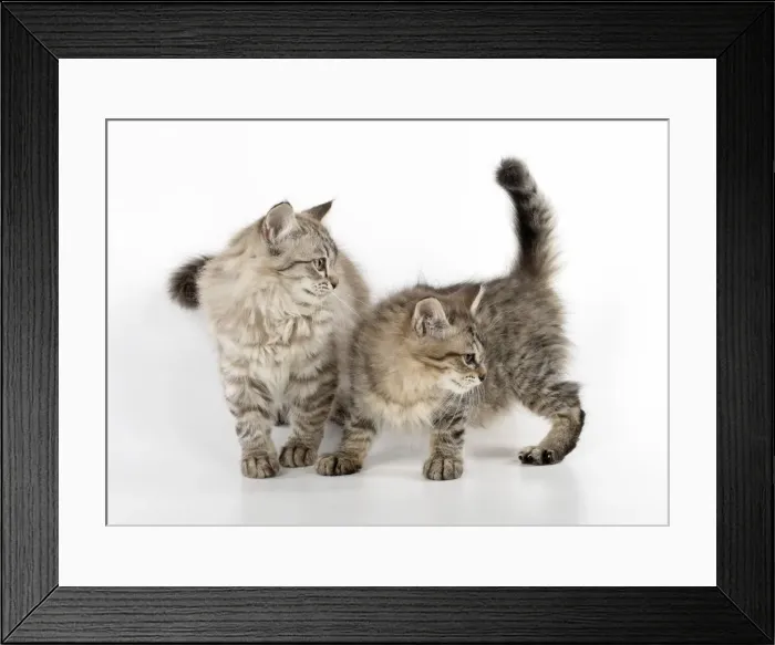 Framed Print : Picture No. 11981922