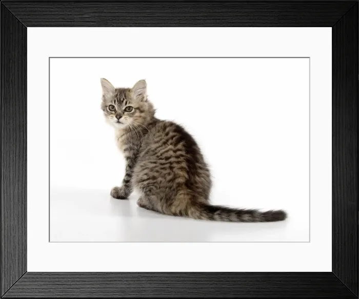Framed Print : Picture No. 11981923 Framed Print : Picture No. 11981923