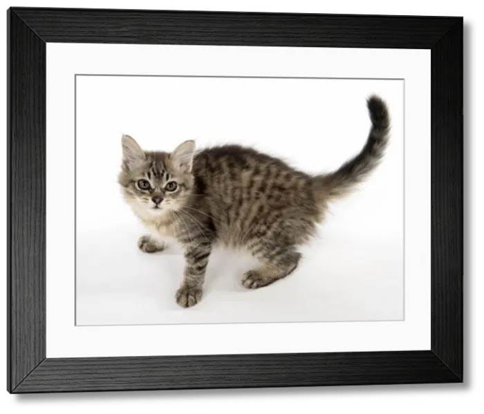 Framed Print : Picture No. 11981924 Framed Print : Picture No. 11981924