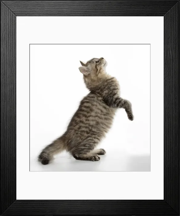 Framed Print : Picture No. 11981925 Framed Print : Picture No. 11981925