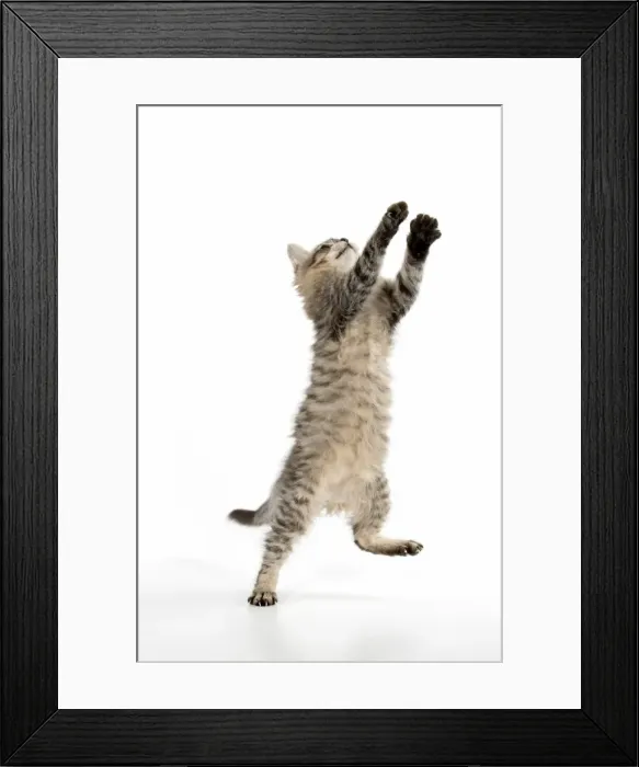 Framed Print : Picture No. 11981926 Framed Print : Picture No. 11981926