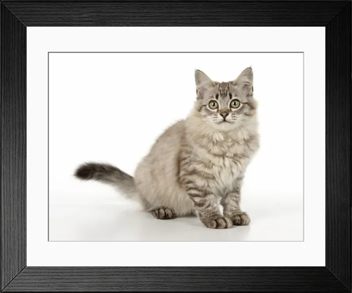 Framed Print : Picture No. 11981927
