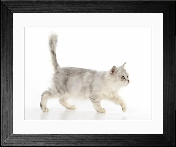 Framed Print : Picture No. 11981928