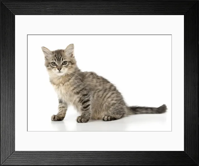 Framed Print : Picture No. 11981929 Framed Print : Picture No. 11981929