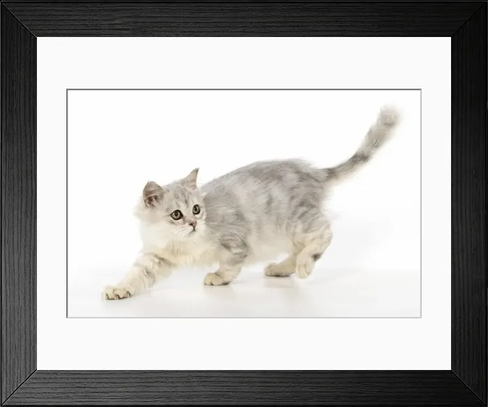 Framed Print : Picture No. 11981930