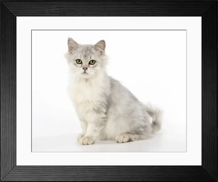 Framed Print : Picture No. 11981932