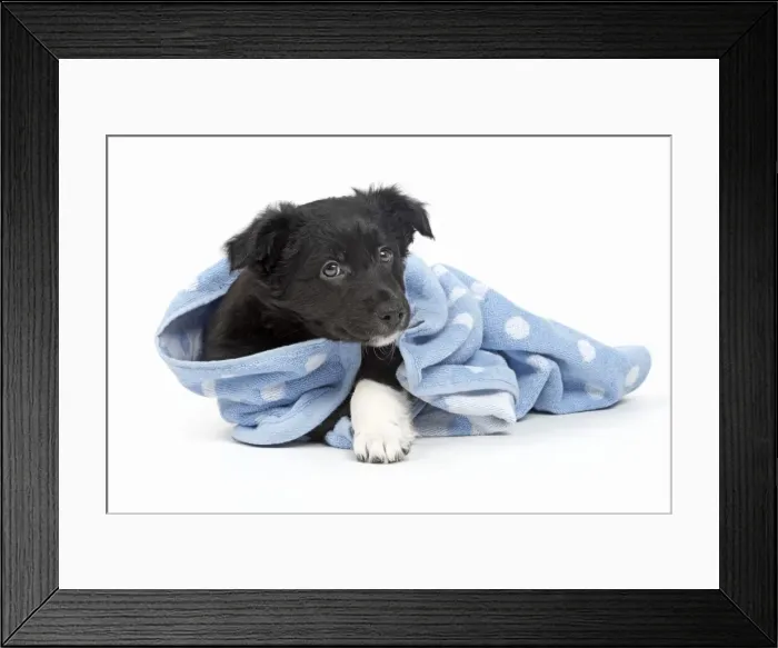 Framed Print : Picture No. 11981934 Framed Print : Picture No. 11981934